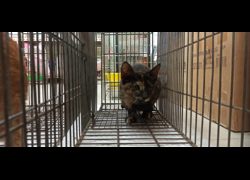 金門縣動物收容中心,編號:470944, 混種貓                 