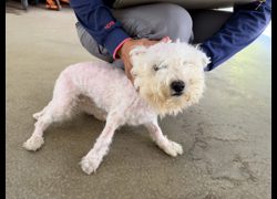 桃園市動物保護教育園區,編號:470961, 比熊犬