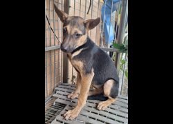 臺中市動物之家南屯園區,編號:470964, 混種犬          