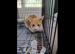 臺南市動物之家善化站,編號:470969, 混種貓                 