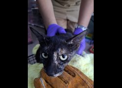 臺南市動物之家善化站,編號:470971, 混種貓                 