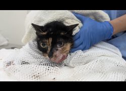 臺北市動物之家,編號:470998, 混種貓                 