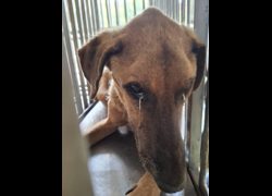 臺南市動物之家善化站,編號:471014, 混種犬          