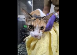 臺南市動物之家善化站,編號:471018, 混種貓                 