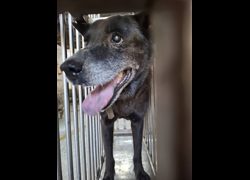 臺南市動物之家善化站,編號:471020, 混種犬          