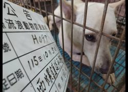 雲林縣流浪動物收容所,編號:471023, 混種犬          