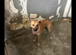 新竹市動物保護教育園區,編號:471027, 混種犬          