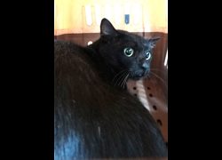 宜蘭縣流浪動物中途之家,編號:471030, 混種貓                 