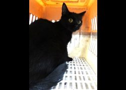 宜蘭縣流浪動物中途之家,編號:471031, 混種貓                 