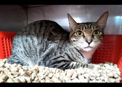 新竹縣動物保護教育園區,編號:471029, 混種貓                 