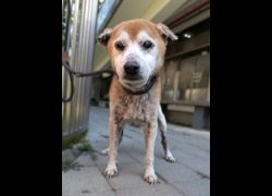 新竹縣動物保護教育園區,編號:471032, 柴犬                  