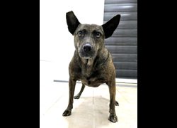 新竹縣動物保護教育園區,編號:471034, 混種犬          