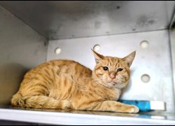 新竹縣動物保護教育園區,編號:471035, 混種貓                 