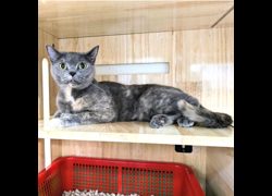 新竹縣動物保護教育園區,編號:470947, 英國短毛貓               