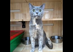 新竹縣動物保護教育園區,編號:470947, 英國短毛貓               