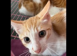 臺東縣動物收容中心,編號:471048, 混種貓                 