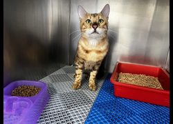 桃園市動物保護教育園區,編號:471050, 孟加拉豹貓
