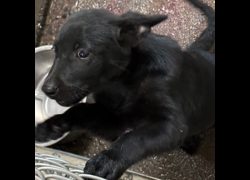 臺東縣動物收容中心,編號:471052, 混種犬          