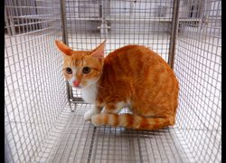 南投縣公立動物收容所,編號:471055, 混種貓                 