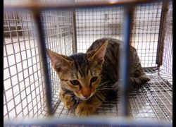 南投縣公立動物收容所,編號:471056, 混種貓                 