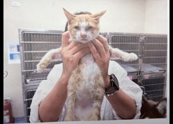 桃園市動物保護教育園區,編號:471074, 混種貓                 
