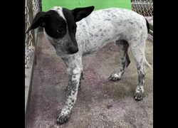 臺東縣動物收容中心,編號:471083, 混種犬          