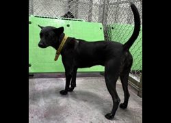 臺東縣動物收容中心,編號:471084, 混種犬          