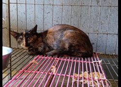 新竹市動物保護教育園區,編號:471088, 混種貓                 