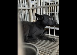 彰化縣流浪狗中途之家臨時收容所,編號:471123, 混種犬          
