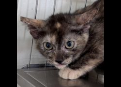 澎湖縣流浪動物收容中心,編號:471096, 混種貓                 