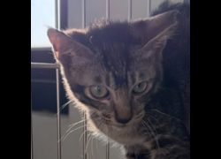 澎湖縣流浪動物收容中心,編號:471100, 混種貓                 