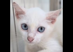 澎湖縣流浪動物收容中心,編號:471109, 混種貓                 