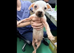 彰化縣流浪狗中途之家臨時收容所,編號:471129, 瑪爾濟斯犬           