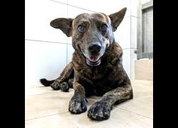 新竹縣動物保護教育園區,編號:471132, 混種犬          