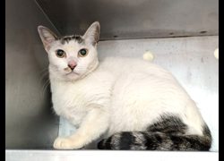 新竹縣動物保護教育園區,編號:471139, 混種貓                 