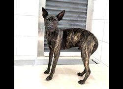 新竹縣動物保護教育園區,編號:471143, 混種犬          