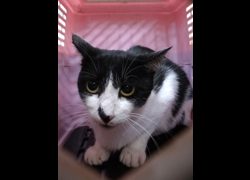 宜蘭縣流浪動物中途之家,編號:471141, 混種貓                 