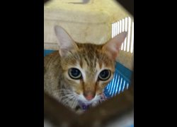 宜蘭縣流浪動物中途之家,編號:471147, 混種貓                 