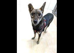 新竹縣動物保護教育園區,編號:471157, 混種犬          