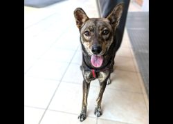 新竹縣動物保護教育園區,編號:471157, 混種犬          