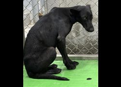 臺東縣動物收容中心,編號:471158, 混種犬          