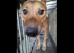 臺南市動物之家善化站,編號:471162, 混種犬          