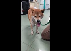 臺南市動物之家善化站,編號:471163, 柴犬                  