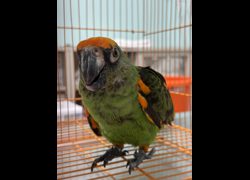 臺南市動物之家善化站,編號:471164, 未確認