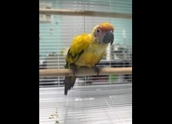 臺南市動物之家善化站,編號:471166, 未確認