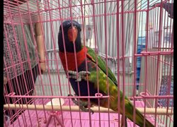 臺南市動物之家善化站,編號:471167, 彩虹吸蜜鸚鵡