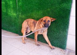 南投縣公立動物收容所,編號:471180, 混種犬          