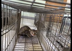 金門縣動物收容中心,編號:471184, 混種貓                 