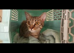 金門縣動物收容中心,編號:471185, 混種貓                 