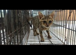 金門縣動物收容中心,編號:471187, 混種貓                 
